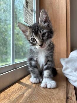 Twig Woodville -  Extra Toes Cat Hemingway Polydactyl and Tabby Cat for Adoption in Friendswood, Texas - Twig Woodville | PetCurious