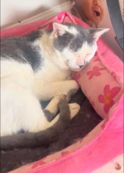 Gizmo -  Domestic Short Hair Cat for Adoption in Randolph, Alabama - Gizmo | PetCurious