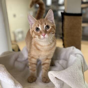 Oriental Tabby Cats Available for Adoption - Ginger Billy | PetCurious
