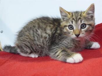 GEOFF -  Domestic Short Hair Cat Available for Adoption in Sacramento, California - GEOFF | PetCurious