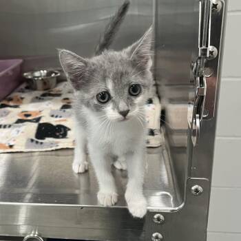 Jesse -  Domestic Short Hair Cat for Adoption in Richmond Hill, Georgia - Jesse | PetCurious