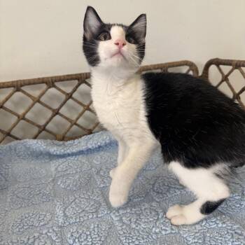 Truly -  Domestic Short Hair Cat for Adoption in Houston, Texas - Truly | PetCurious