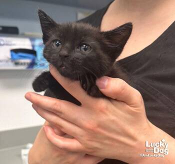 Swat -  Domestic Short Hair Cat for Adoption in Washington, District Of Columbia - Swat | PetCurious