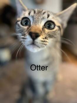 Otter -  Tabby Cat for Adoption in Plumerville, Arkansas - Otter | PetCurious
