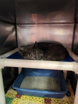 Geneva -  Domestic Short Hair Cat for Adoption in Virginia, Minnesota - Geneva | PetCurious