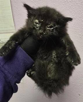 61605154 -  Domestic Medium Hair Cat for Adoption in El Paso, Texas - 61605154 | PetCurious