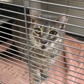 Domestic Short Hair Cats Available for Adoption in Hannibal, Missouri - Mae Mae | PetCurious