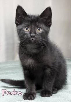 Pedro -  Domestic Short Hair Cat for Adoption in Mason, Michigan - Pedro | PetCurious