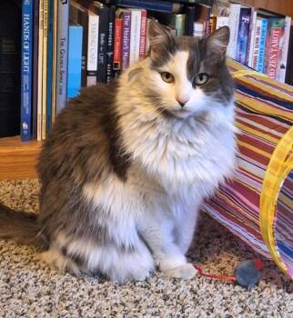 Domestic Long Hair Cats Available for Adoption in Ogden, Utah - Finnegan | PetCurious