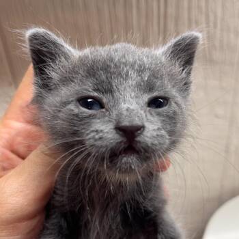 Tommy Tamale -  Domestic Long Hair Cat for Adoption in Clarksville, Arkansas - Tommy Tamale | PetCurious
