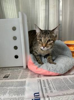 Domestic Short Hair Cats Available for Adoption in Corpus Christi, Texas - CADY | PetCurious