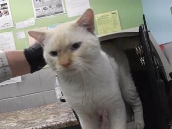RYLAND GRACE -  Domestic Short Hair Cat Available for Adoption in Omaha, Nebraska - RYLAND GRACE | PetCurious