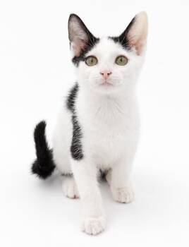 Molly Jolly is oh golly the sweetest tiny tot around -  Turkish Van Cat for Adoption in Bedford Hills, New York - Molly Jolly Is Oh Golly The Sweetest Tiny Tot Around | PetCurious