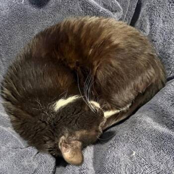 Suzy Q -  Domestic Short Hair Cat Available for Adoption in Las Vegas, Nevada - Suzy Q | PetCurious