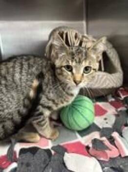 Lilith -  Domestic Short Hair Cat for Adoption in Manitowoc, Wisconsin - Lilith | PetCurious