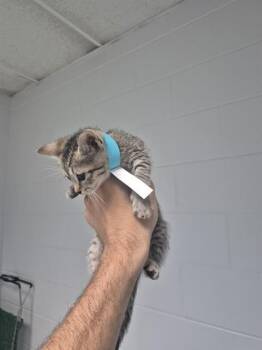 K2 -  Domestic Short Hair Cat for Adoption in St. Cloud, Florida - K2 | PetCurious
