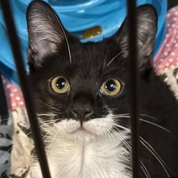 Roberta -  Domestic Short Hair Cat for Adoption in Washington, Pennsylvania - Roberta | PetCurious