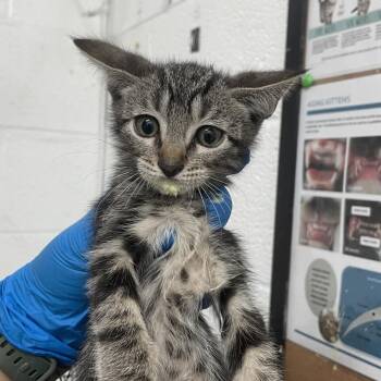 Amos -  Domestic Short Hair Cat Available for Adoption in Edinburg, Texas - Amos | PetCurious