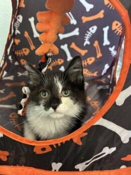 Nugget -  Domestic Short Hair Cat for Adoption in Erin, Ontario - Nugget | PetCurious