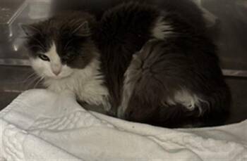 Domestic Medium Hair Cats Available for Adoption - A068084 | PetCurious