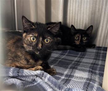 DAISY -  Domestic Short Hair Cat for Adoption in Tustin, California - DAISY | PetCurious