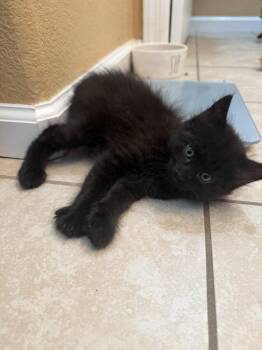 Pixie Martin (Available early Sept) -  Manx and Domestic Short Hair Cat for Adoption in Galt, California - Pixie Martin (Available Early Sept) | PetCurious