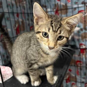 Nelson -  Domestic Short Hair Cat for Adoption in Indianapolis, Indiana - Nelson | PetCurious