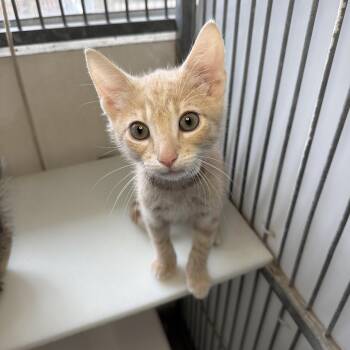 Sun -  Domestic Short Hair Cat for Adoption in Goleta, California - Sun | PetCurious