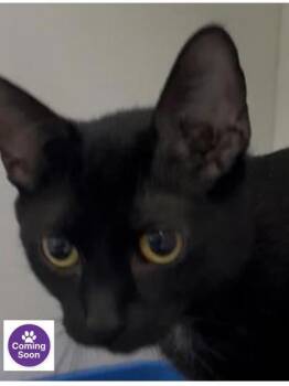 Domestic Short Hair Cats Available for Adoption - Leona | PetCurious