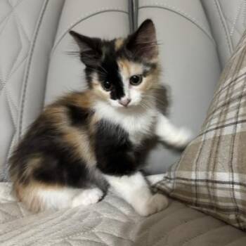Gnocchi -  Domestic Short Hair Cat for Adoption in Houston, Texas - Gnocchi | PetCurious