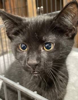 Tupelo -  Domestic Short Hair Cat for Adoption in Island Lake, Illinois - Tupelo | PetCurious