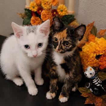 Yuki and Mavis Bonded -  Domestic Short Hair Cat for Adoption in Pottsboro, Texas - Yuki And Mavis Bonded | PetCurious