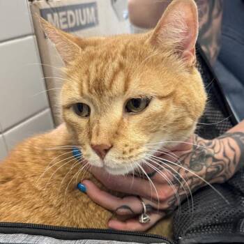 Percival-- Bonded Buddy With Merlin -  Domestic Short Hair Cat for Adoption in Des Moines, Iowa - Percival-- Bonded Buddy With Merlin | PetCurious