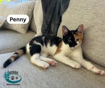 Penny -  Calico Cat for Adoption in Huntsville, Ontario - Penny | PetCurious