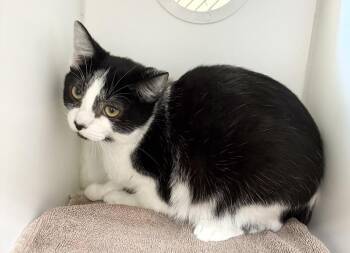 Celia -  Domestic Short Hair Cat for Adoption in Rochester, Indiana - Celia | PetCurious
