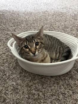 Domestic Short Hair Cats Available for Adoption - Index 7603 | PetCurious