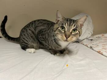 Rescue Domestic Short Hair Cats for Adoption in Rochester, Washington - Jax | PetCurious