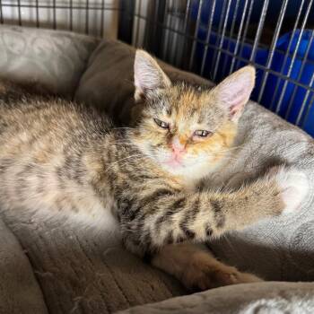 Tootie -  Domestic Short Hair Cat for Adoption in Saginaw, Michigan - Tootie | PetCurious