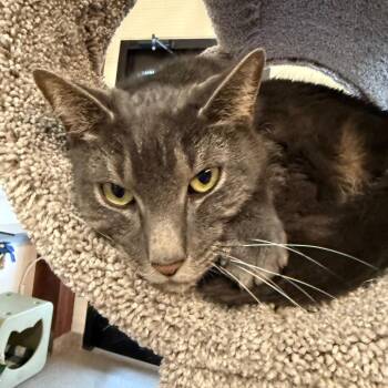 Domestic Short Hair Cats Available for Adoption in Sarasota, Florida - Gonzo | PetCurious
