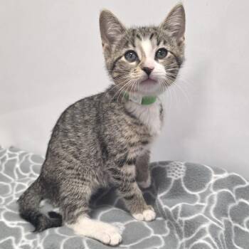 Domestic Short Hair Cats Available for Adoption in Fort Wayne, Indiana - Meowzilla | PetCurious