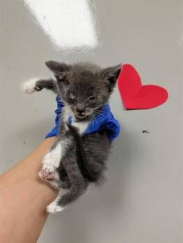 Domestic Short Hair Cats Available for Adoption in Ontario, California - SIR POUNCE | PetCurious