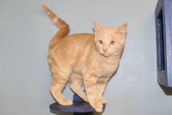 NIRVANA -  Domestic Short Hair and Tabby Cat for Adoption in Brazil, Indiana - NIRVANA | PetCurious