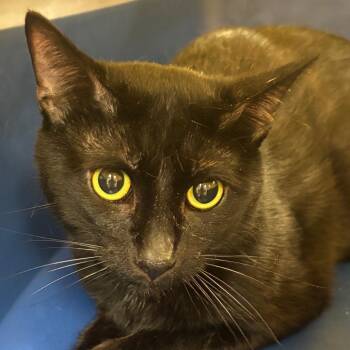 Domestic Short Hair Cats Available for Adoption in Birmingham, Alabama - Bagera (Baggy) | PetCurious
