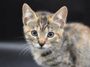 Leah -  Domestic Short Hair Cat for Adoption in Portland, Oregon - Leah | PetCurious