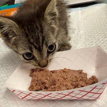 Moka -  Domestic Short Hair Cat for Adoption in Spokane, Washington - Moka | PetCurious