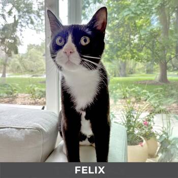 Felix -  Domestic Short Hair Cat for Adoption in Toronto, Ontario - Felix | PetCurious