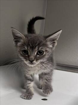 Rescue Domestic Short Hair Cats for Adoption in Tracy, California - JANET | PetCurious