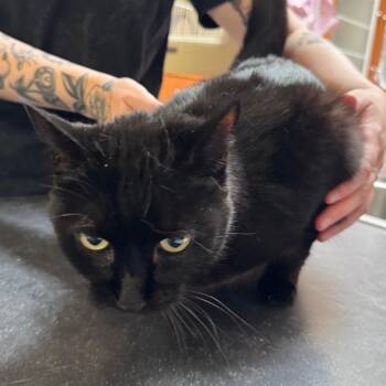 Domestic Short Hair Cats Available for Adoption in Murray, Utah - Queen Conch | PetCurious