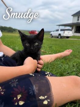 Smudge -  Domestic Short Hair Cat for Adoption in Decorah, Iowa - Smudge | PetCurious