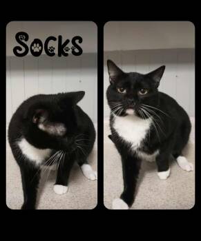 Socks -  Domestic Short Hair Cat for Adoption in Metamora, Illinois - Socks | PetCurious
